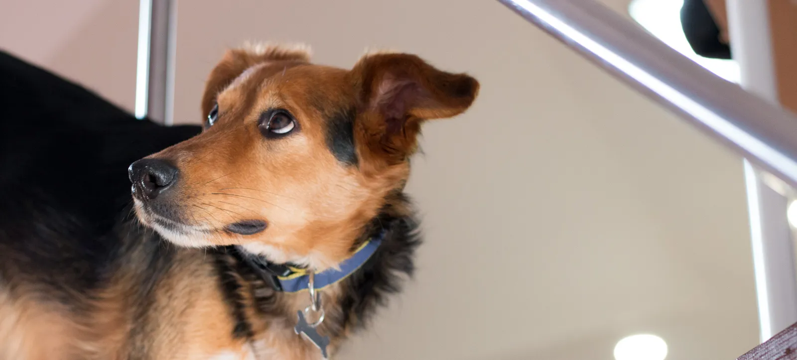 The Codacy mascot and resident office dog, Whiskey.